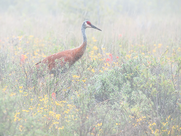 SANDHILL CRANE, CABOT HEAD - BRUCE COUNTY - CREATURES