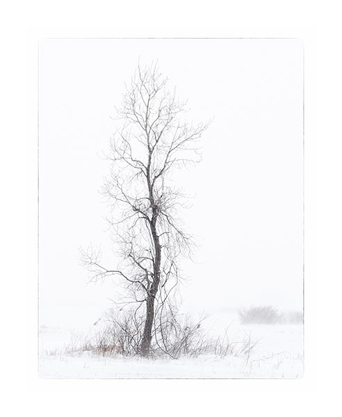COTTONWOOD IN WINTER - LONG POINT MARSH - PHOTO STORAGE