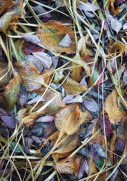 FIRST FROST, 2013 - PORT RYERSE - SMALLSCAPES