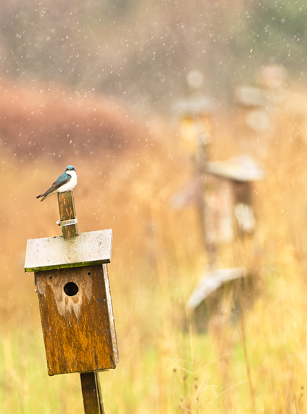 Tree Swallow Nesting Boxes - Tree Swallow Project