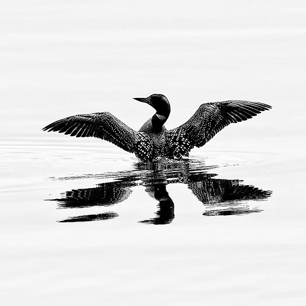 COMMON LOON - GEORGIAN BAY - THE BRUCE, JUNE 2018