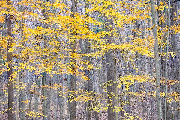 BACKUS WOODS #3, OCTOBER 2014 - NORFOLK COUNTY - BACKUS WOODS- NORFOLK COUNTY