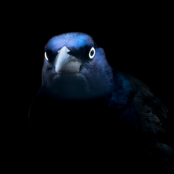 Grackle Attitude - My Book of Birds