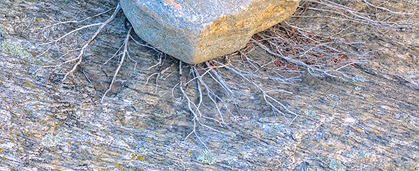 TWIGS - FRANKLIN ISLAND - FRANKLIN ISLAND, NORTH -  GEORGIAN BAY