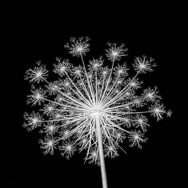 QUEEN ANNE'S FIREWORKS, 2017 - NORFOLK COUNTY - PHOTO STORAGE