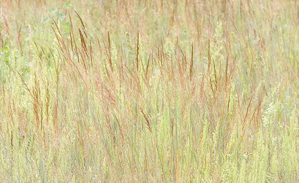AUGUST GRASSES, 2017 - NORFOLK COUNTY - SUMMER