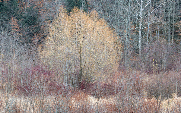 NOVEMBER PALETTE - NORFOLK COUNTY, 2018 - WINTER