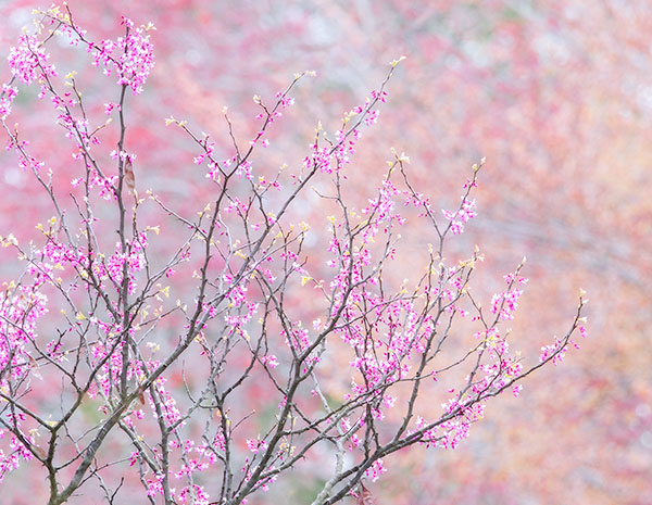 REDBUD IN BLOOM - NORFOLK COUNTY - SPRING