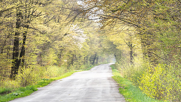 BACKROAD, APRIL 2017 - NORFOLK COUNTY - SPRING