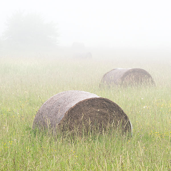 BALES IN MIST, JUNE 2018 - BRUCE PENINSULA - THE BRUCE, JUNE 2018