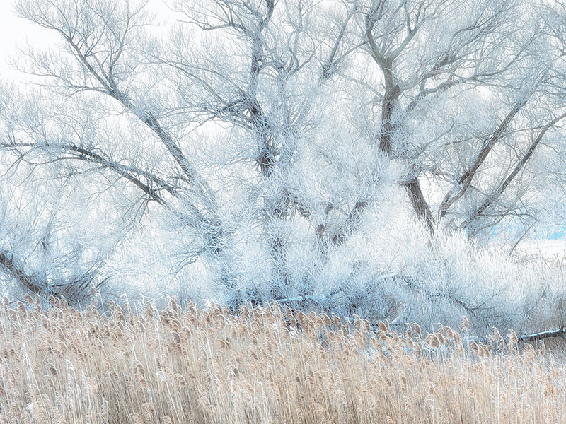 HOAR FROST, 2018 - LONG POINT - WINTER