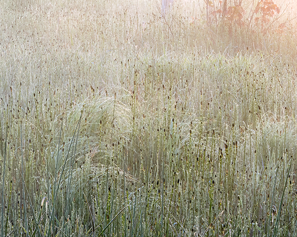 Heavy Dew and Rising Mist - Crane Lake Wetlands