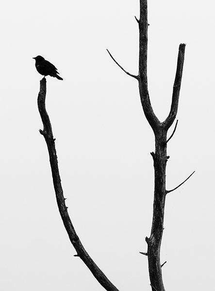 BLACKBIRD ON SNAG, SKY LAKE, JUNE 2018 - BRUCE PENINSULA - THE BRUCE, JUNE 2018