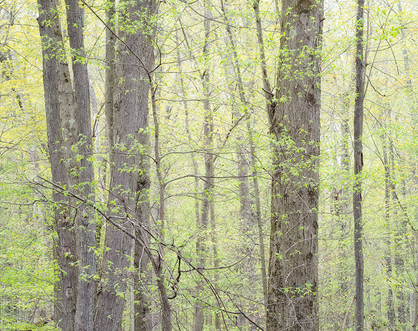 WILSON TRACT - NORFOLK COUNTY - SPRING