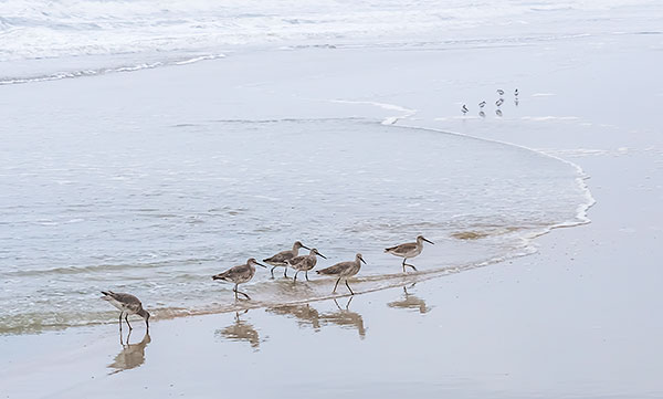 WILLETS AT SURF'S EDGE - HUNTINGTON STATE PARK, SC, SC - SOUTH CAROLINA