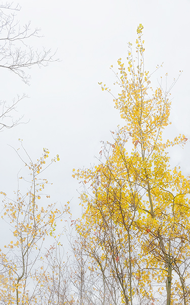 GOLDEN POPLAR - HALTON  COUNTY - THEREABOUTS
