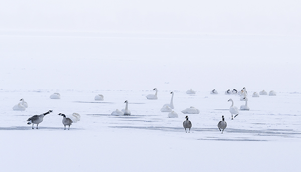 SQUABBLE - LONG POINT - 'SELDOM SEEN' WINTER AT LONG POINT, 2016