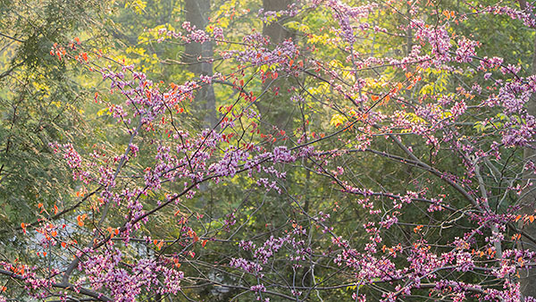 TREES WEEK #21 - 52 WEEKS - AN ENCOUNTER WITH TREES