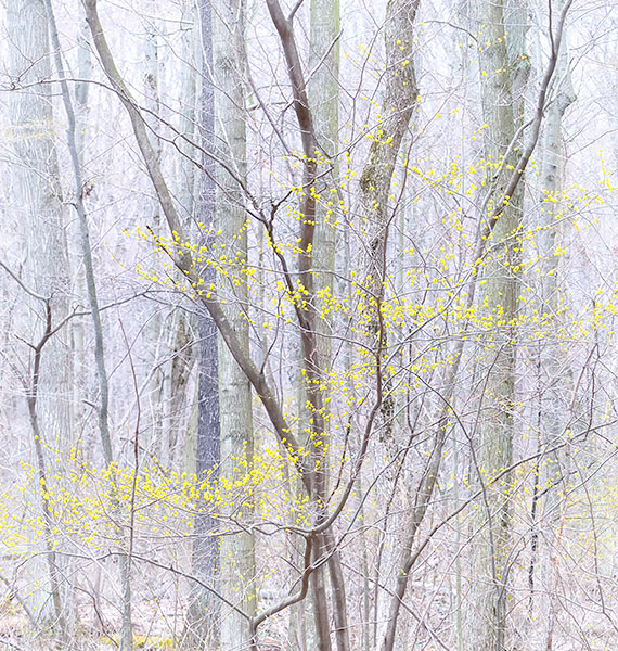 SPICEBUSH, APRIL 2017 - NORFOLK COUNTY - SPRING