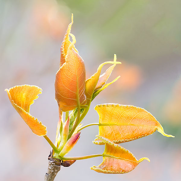 SPRING COTTONWOOD - NORFOLK COUNTY - PORT RYERSE