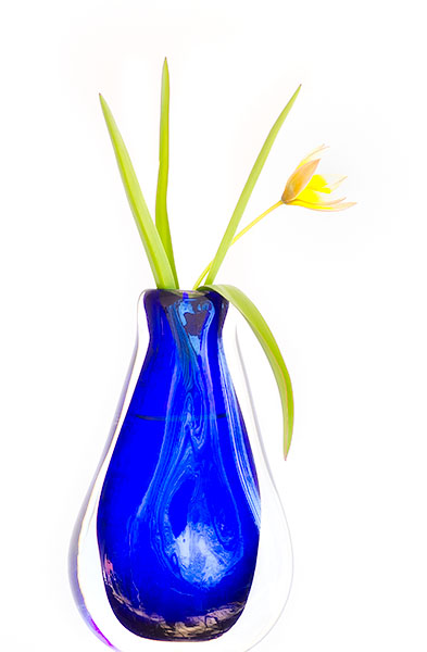 TULIPA TARDA #1 - PORT RYERSE - FLORAL EXPRESSIONS