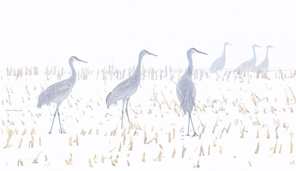 Sandhill Cranes In Spring Snow - New Works