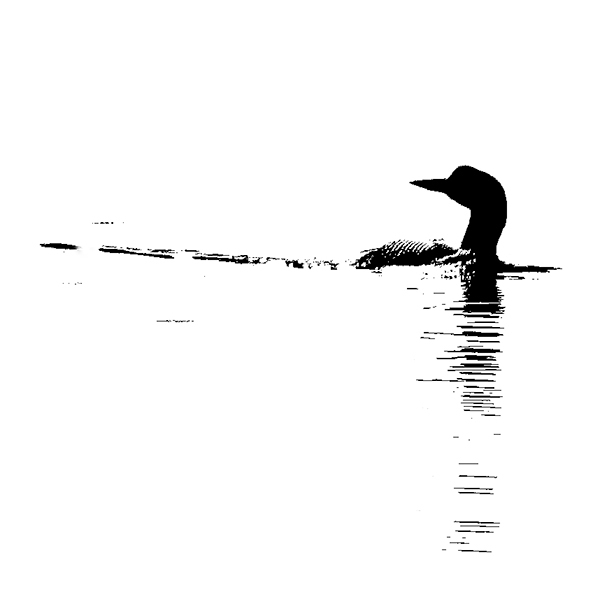 Loon--Dyers Bay - Avian Graphics