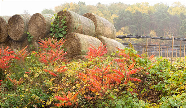 OCTOBER COLOUR - NORFOLK COUNTY - AUTUMN