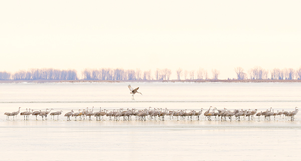 Sandhill Cranes--Port Rowan - My Book of Birds
