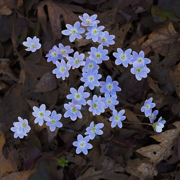 Hepatica--Norfolk County - New Works