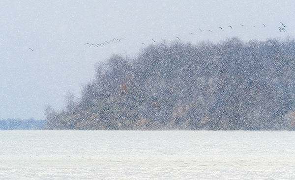 GEESE in SNOW SQUALL - PORT RYERSE - PORT RYERSE