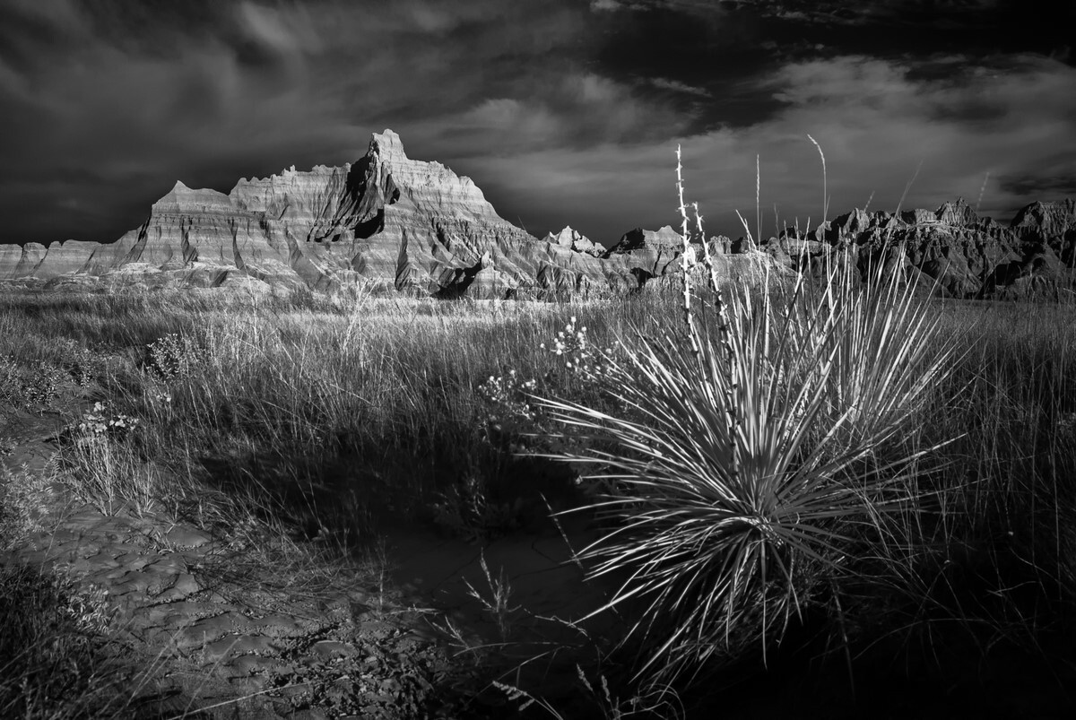 Desert Yucca - Badlands National Park
