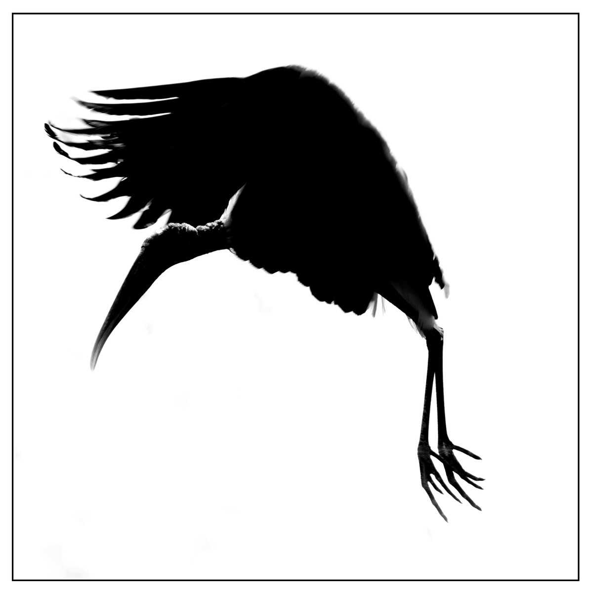 Birds - Monochrome - 02 - Birds - Monochrome