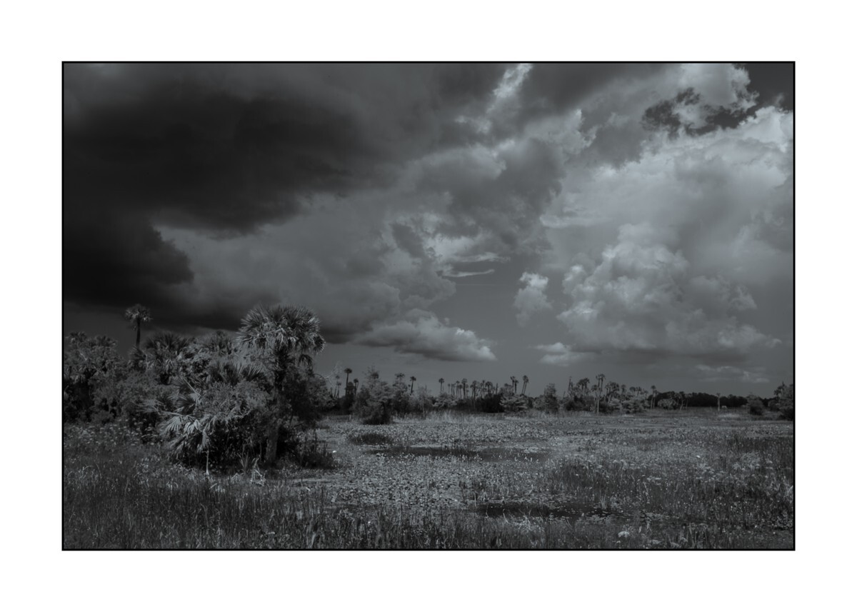Orange County - Orlando Wetlands Park - Florida Wild -  Landscapes of the Sunshine State