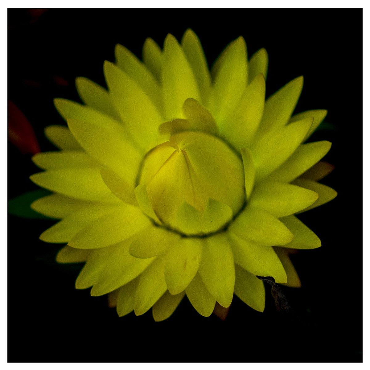 Flowers - Studio Series-4 - Flowers - Studio Series