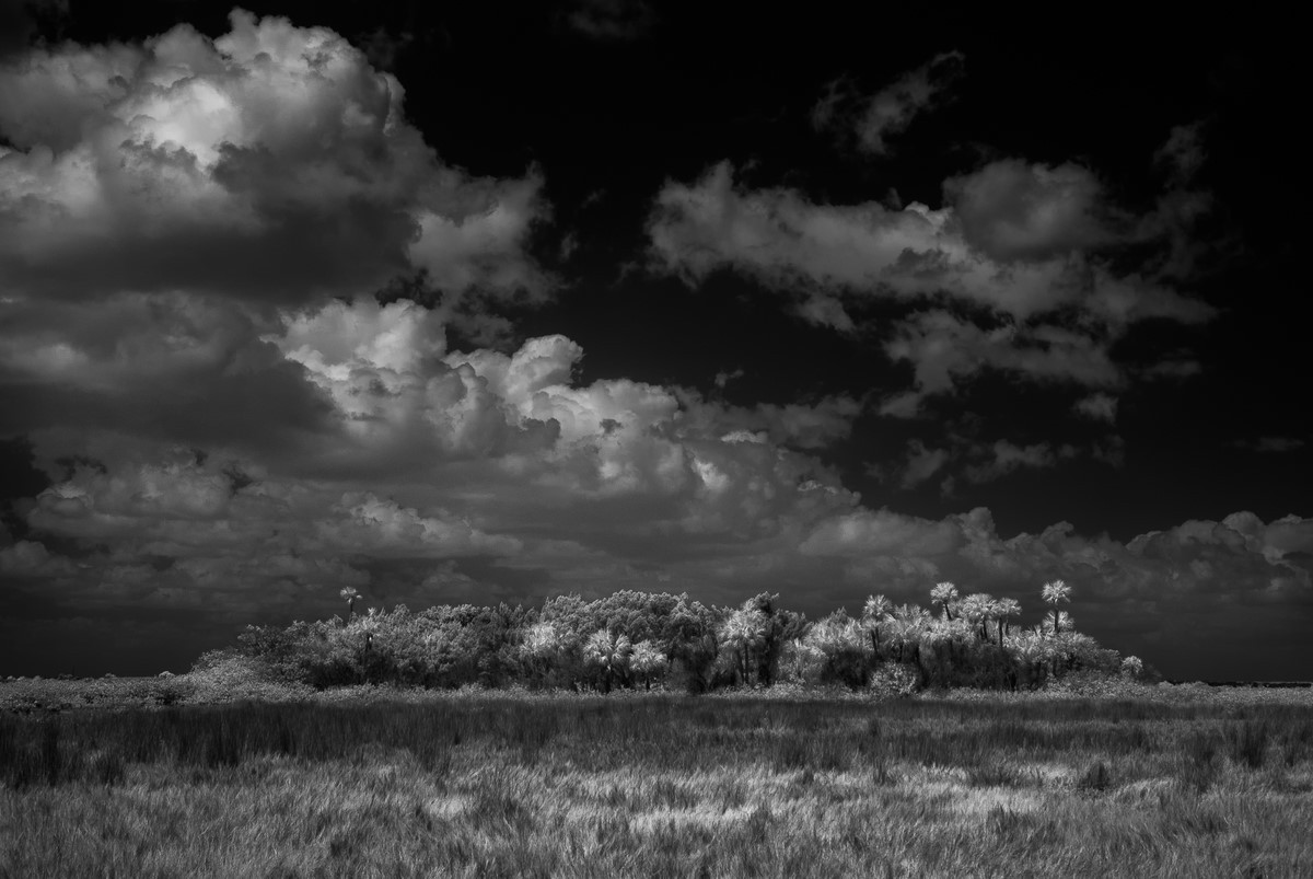 Distant Hammock - Fine Art Black and White - Florida