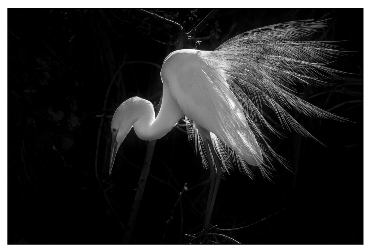 Birds - Monochrome - 01 - Birds - Monochrome