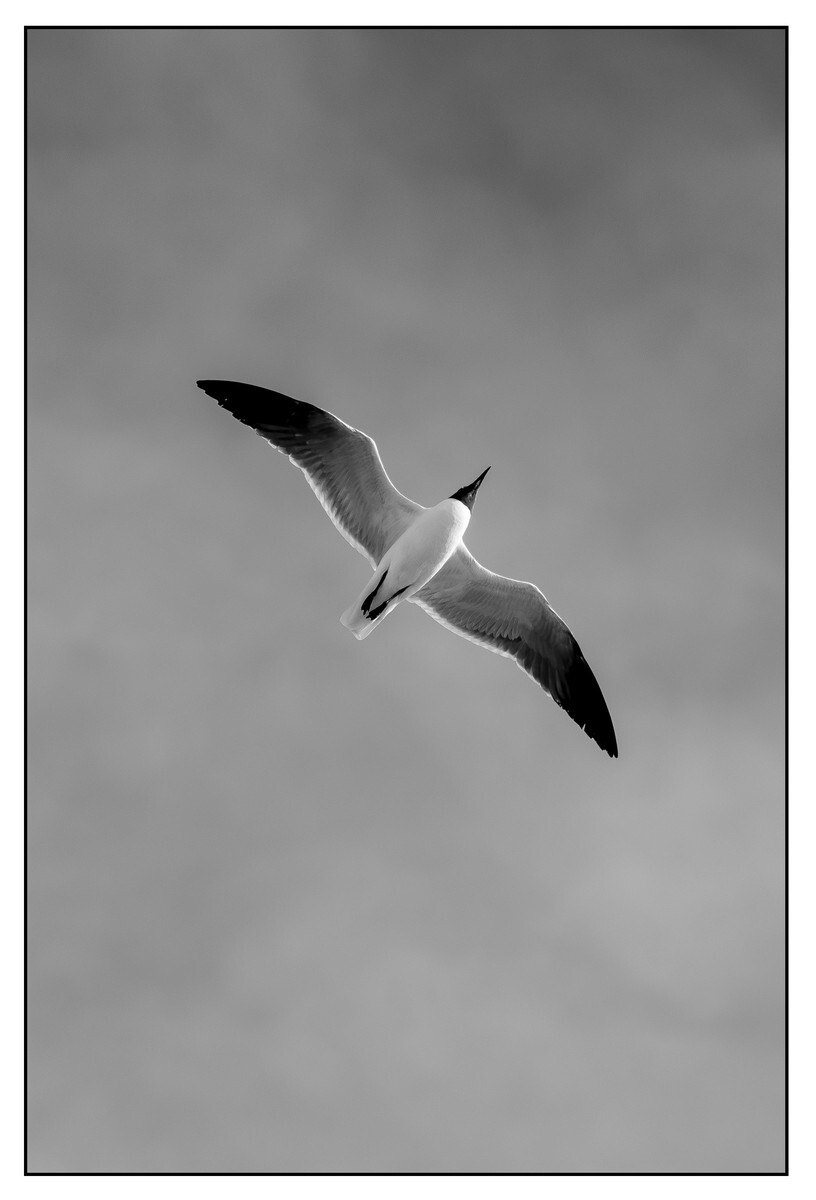 Birds - Monochrome - 05 - Birds - Monochrome