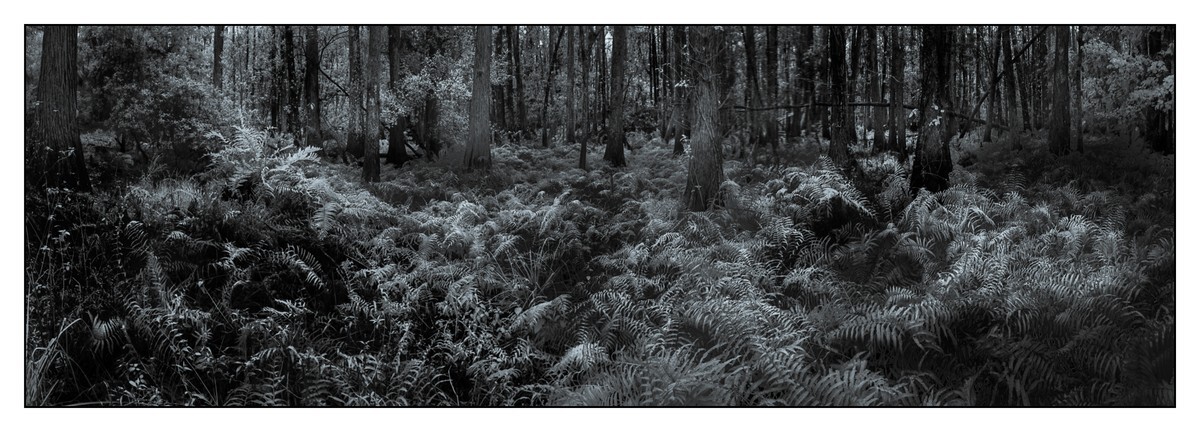 Everglades Trail - Orange County - FLO - Pan (The Florida Panoramic Exhibit)
