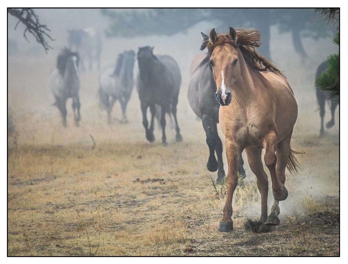 Wild Horses - 05 - Wild Horses
