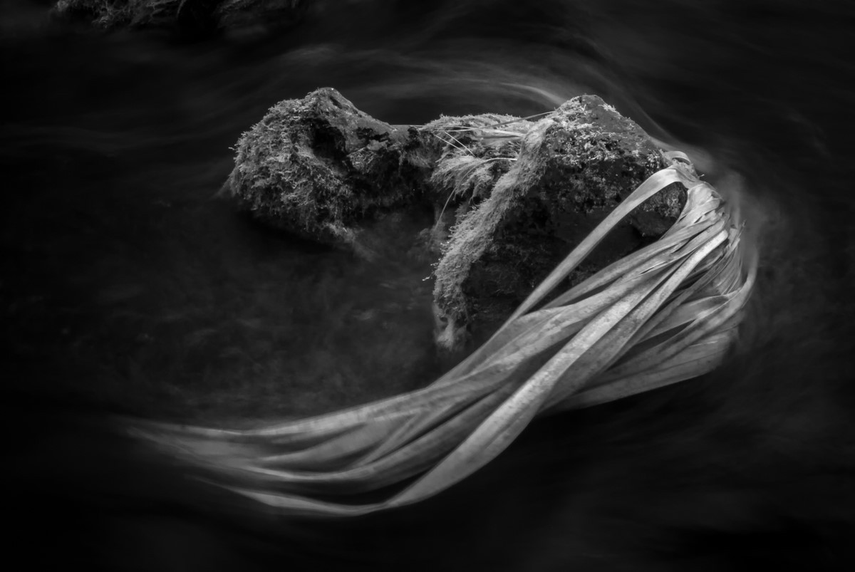Palm Frond - Fine Art Black and White - Florida
