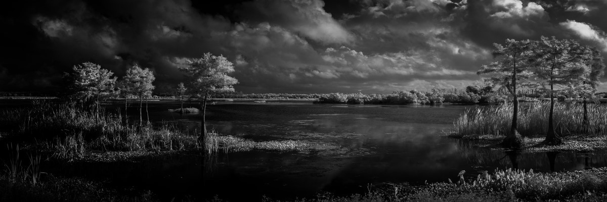 Cypress II - Fine Art Black & White Panoramic 3:1 Ratio