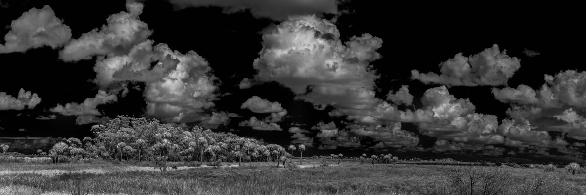 Sevenmile Slough IV - Fine Art Black & White Panoramic 3:1 Ratio