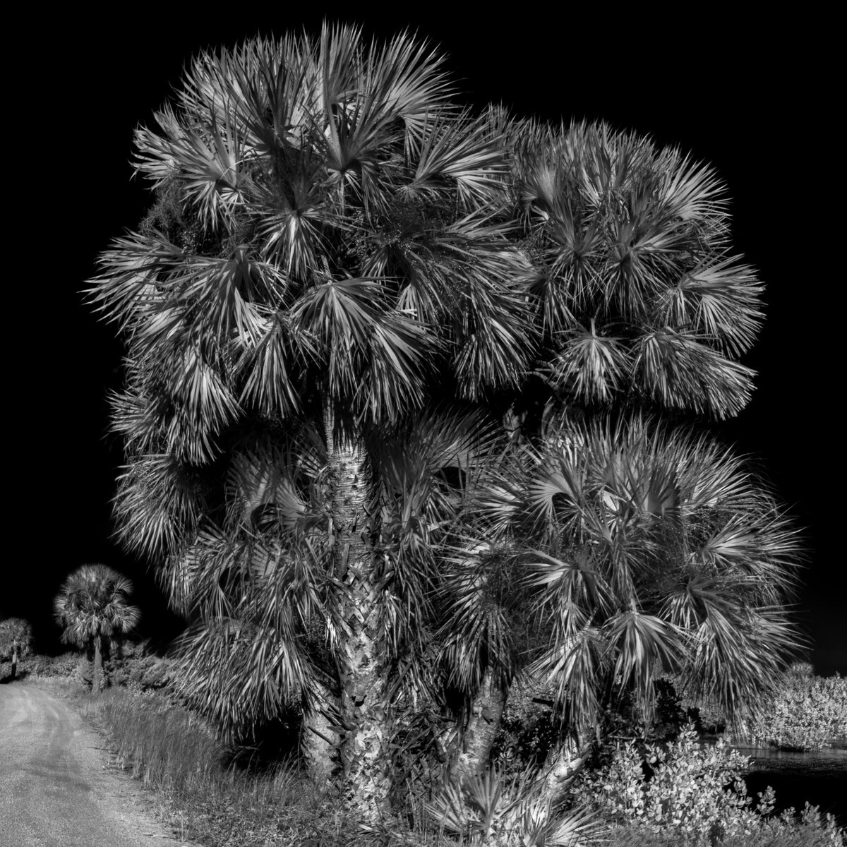 Palms - Fine Art Black and White 1:1 Ratio
