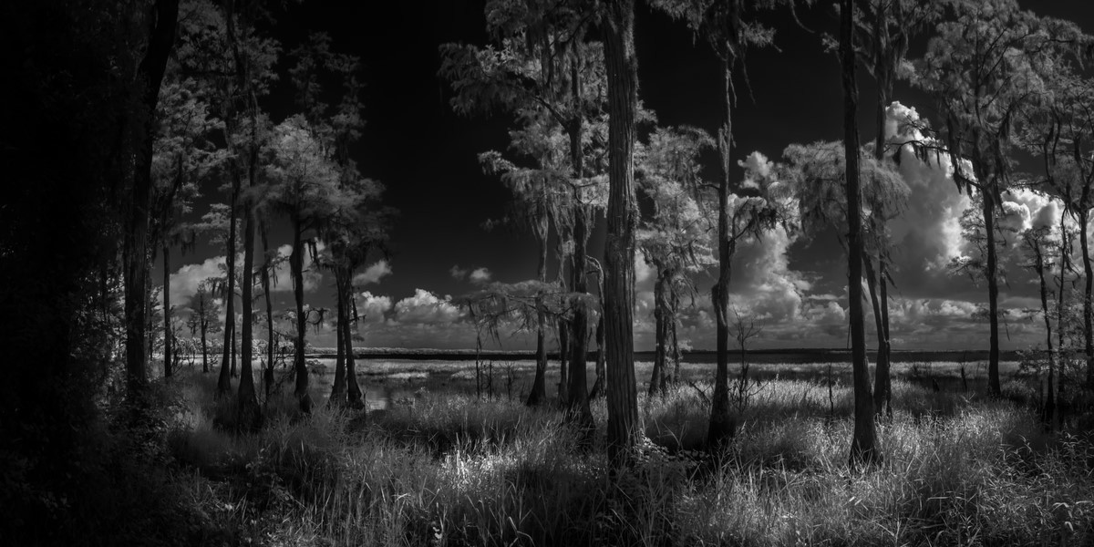 Through the Cypress II - Fine Art Black and White Panoramic 2:1 Ratio