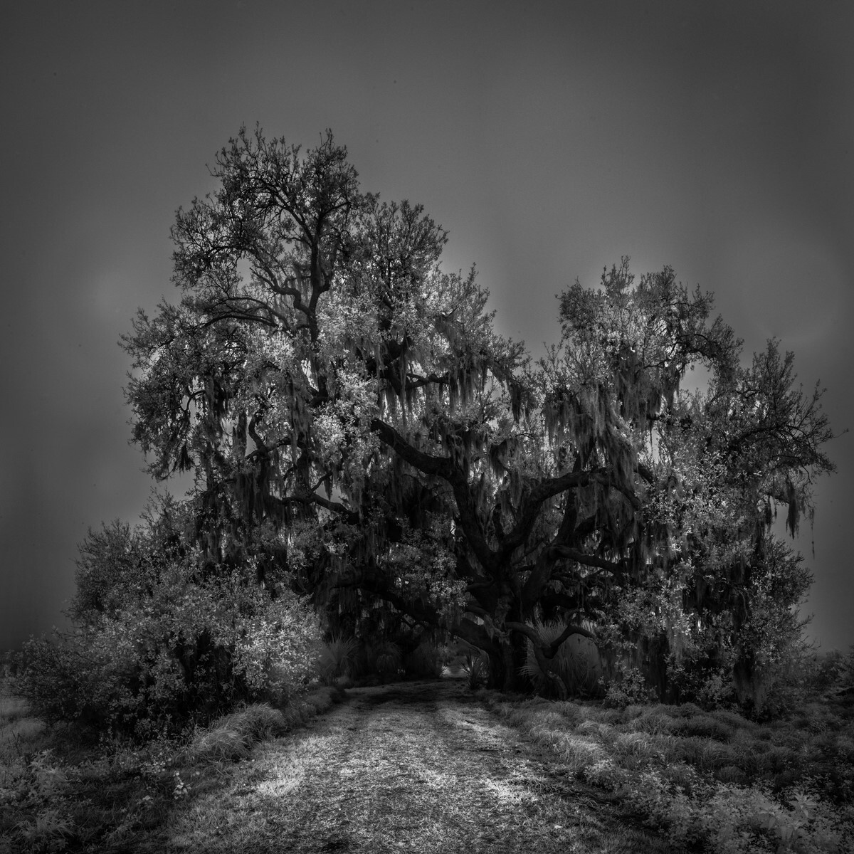 Grotto - Fine Art Black and White 1:1 Ratio