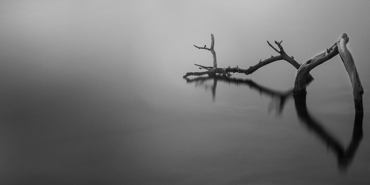 Mangrove - Florida Collection