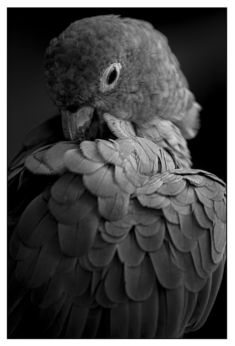 Birds - Monochrome - 06 - Birds - Monochrome