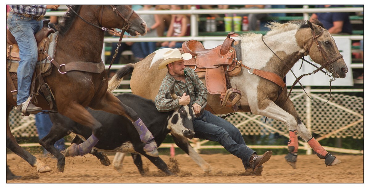 Steer Wrestling 4 - Rodeo