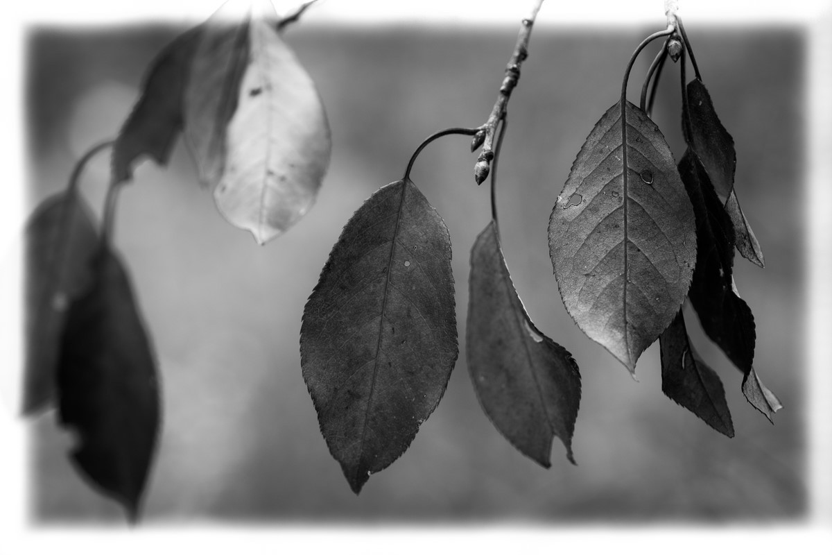 Fall Leaves - Fine Art Black and White - Various Locations